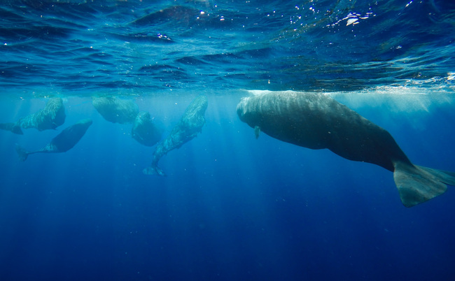 Whale Watching